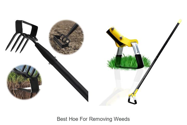 Best Hoe For Removing Weeds: Reveal The Ultimate Tool!